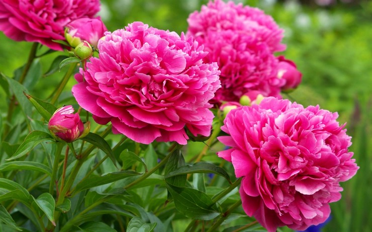 Tumbuh peonies dari biji