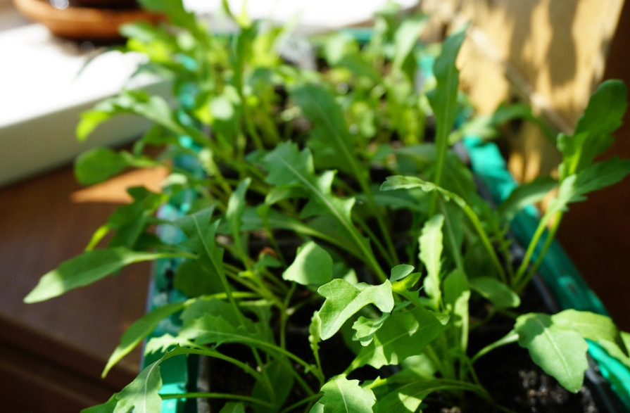 Cara menanam arugula di ambang tingkap. Arugula yang tumbuh di rumah