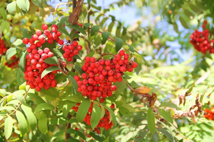 Rowan - menanam dan merawat di kawasan lapang. Penanaman Rowan, kaedah pembiakan. Penerangan. Gambar