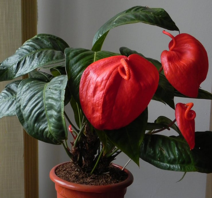 Sköter om Scherzers anthurium hemma