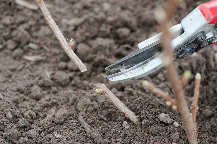 Grundläggande regler för plantering av vinbärsplantor