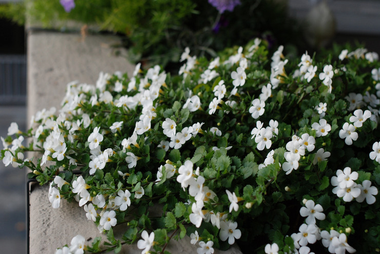 Bacopa - tumbuh dari biji. Menanam dan merawat Bacopa di luar rumah. Penerangan, jenis. Gambar