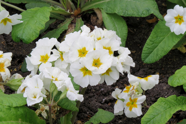 Växande Bacopa utomhus