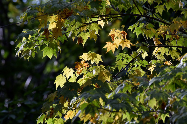 Maple berdaun kecil