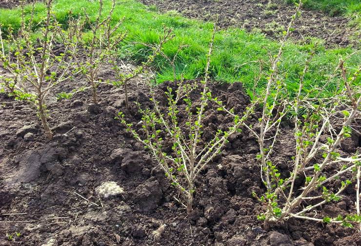 Regler för markberedning och plantering