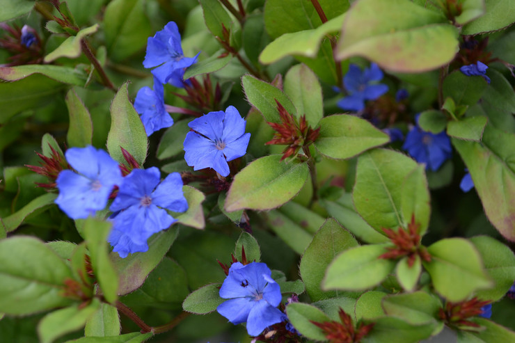 Ceratostigma bly