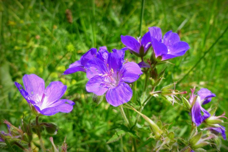 Geranium padang rumput