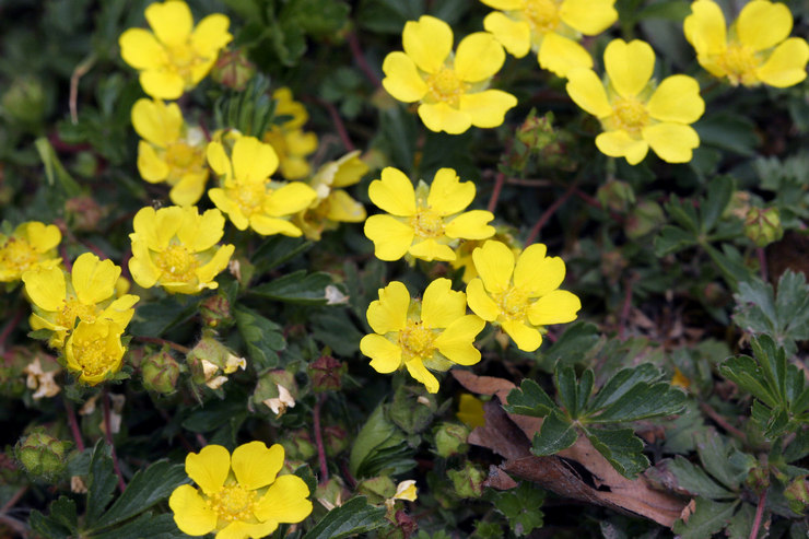 Newmans cinquefoil