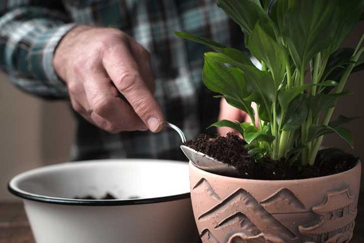 Reproduktion av spathiphyllum genom sticklingar, frön, dela busken