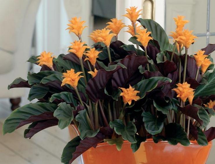 Calathea safron - penjagaan rumah. Penanaman saffron calathea, pemindahan dan pembiakan. Penerangan. Gambar