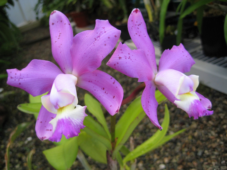 Cattleya orkidé - hemvård. Cattleya odling, transplantation och reproduktion. Beskrivning, typer. Ett foto