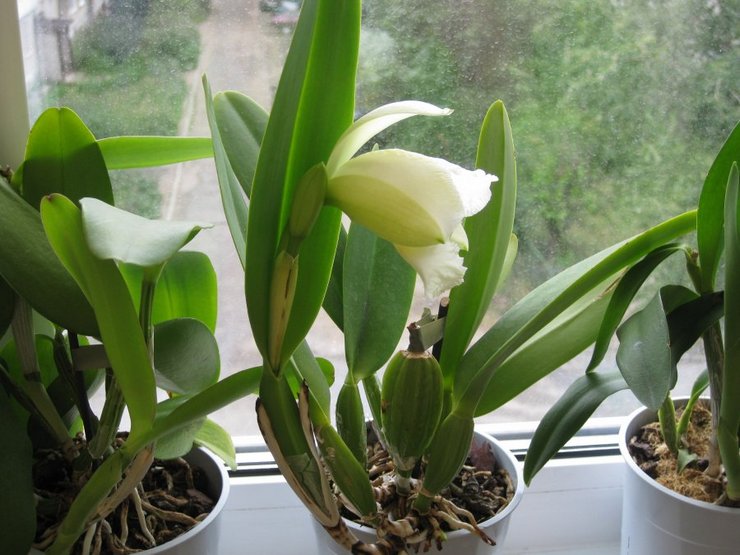 Cattleya vård hemma