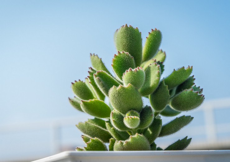 Cotyledon - penjagaan rumah. Penanaman, pemindahan dan pembiakan Cotyledon. Penerangan, jenis. Gambar