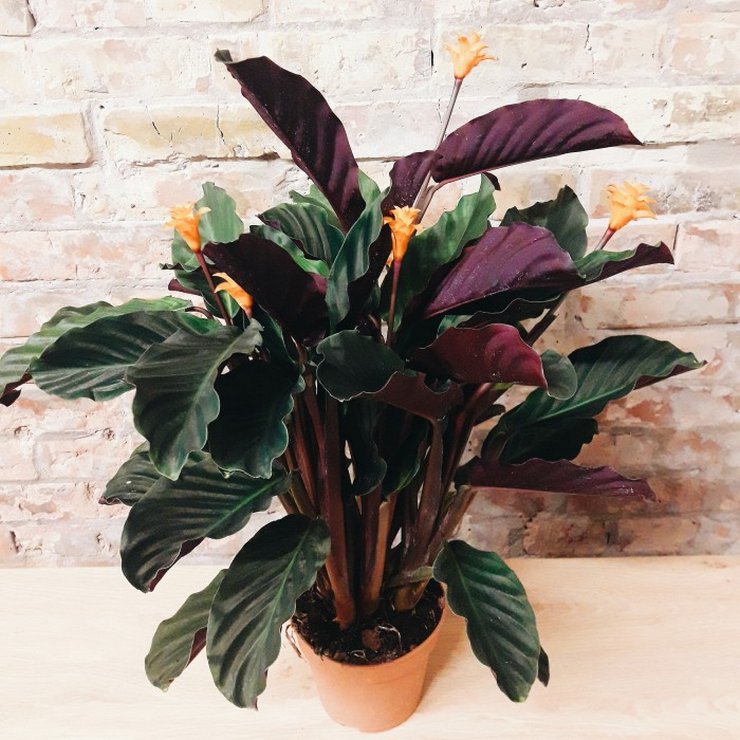 Penyiraman saffron calathea yang banyak dilakukan pada bulan-bulan musim bunga dan musim panas.