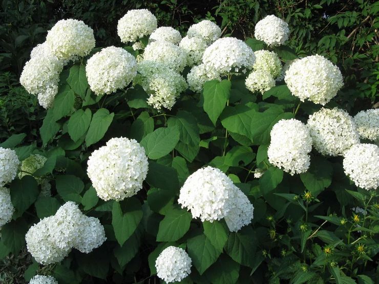 Pokok Hydrangea Annabelle