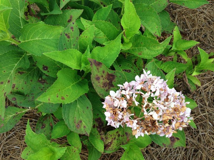 Penyakit dan perosak pokok hydrangea