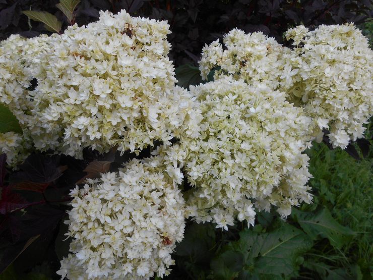 Pokok Hydrangea Hayes starburst