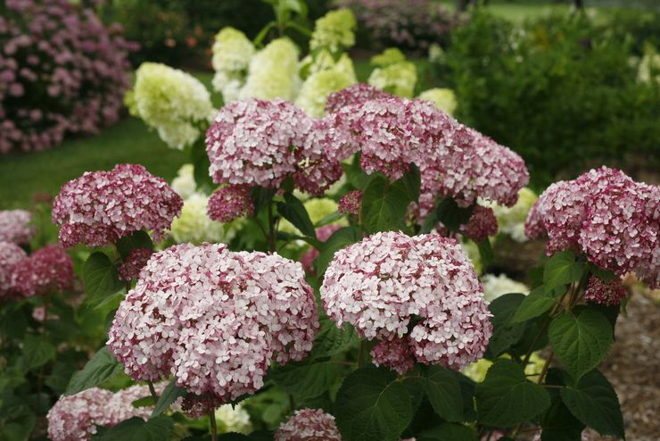 Hydrangea treelike Incredibol