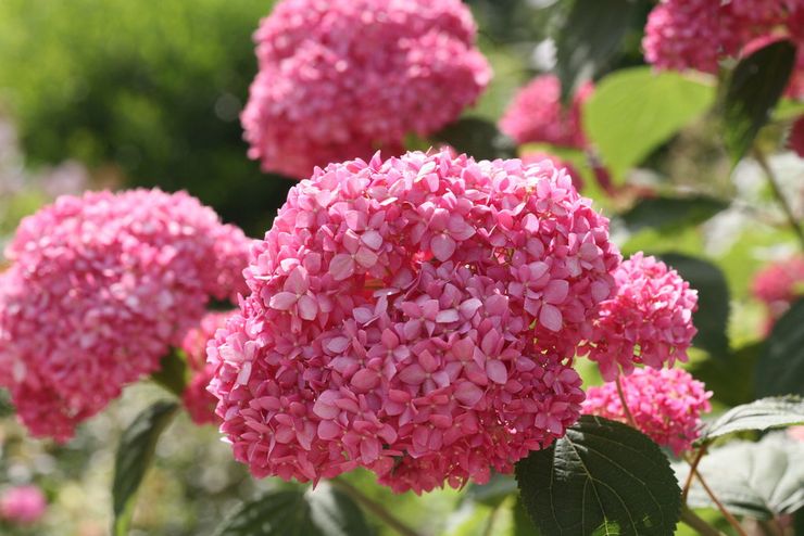 Hortensia träd Invincibelle