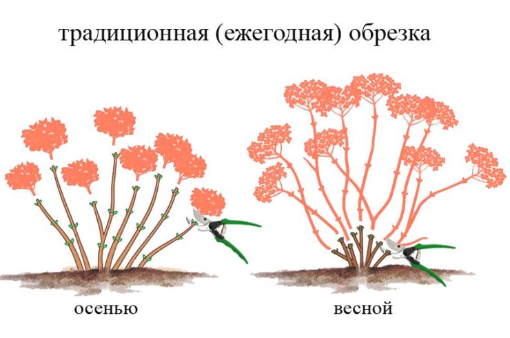 Beskära hortensia träd