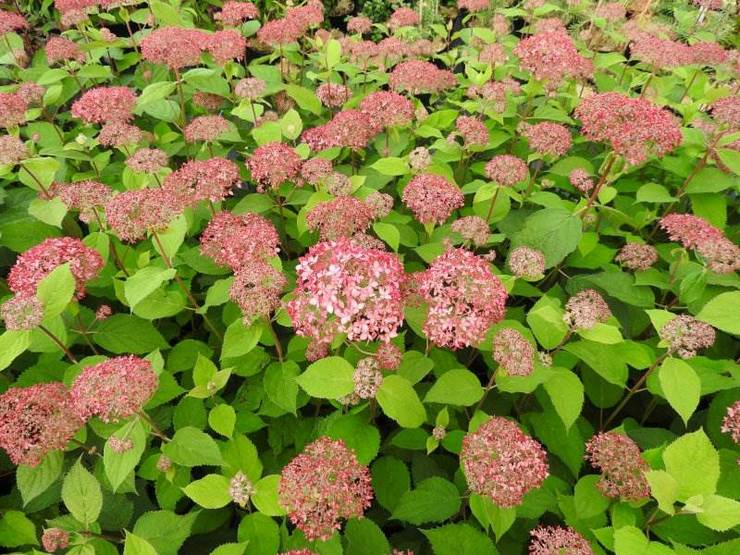 Pinkrushen Pink seperti pokok hidrangea