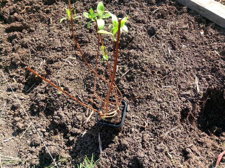 Plantering av ett hortensia i öppen mark