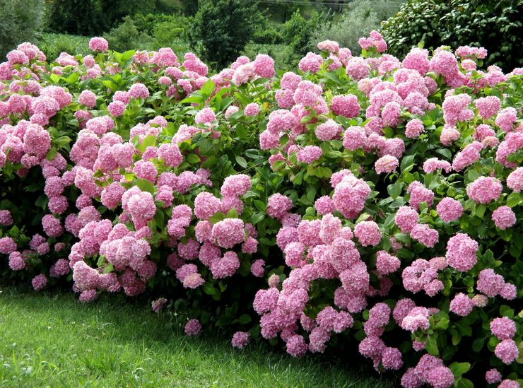 Tumbuhan pokok hydrangea