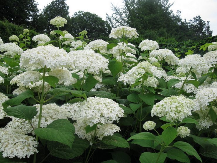 Hortensia träd Sterilis