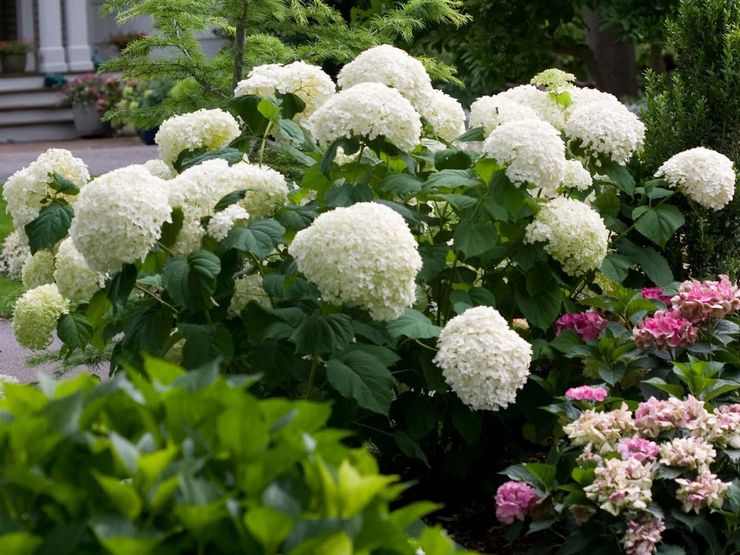 Vård av hortensia träd