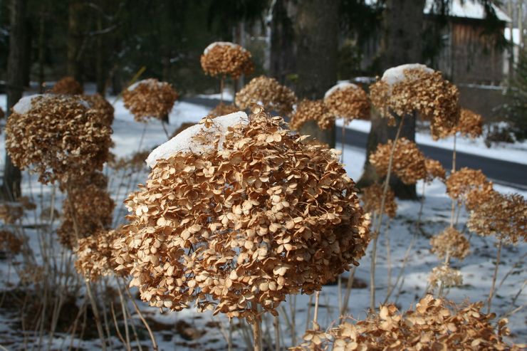 Vintern hortensia träd