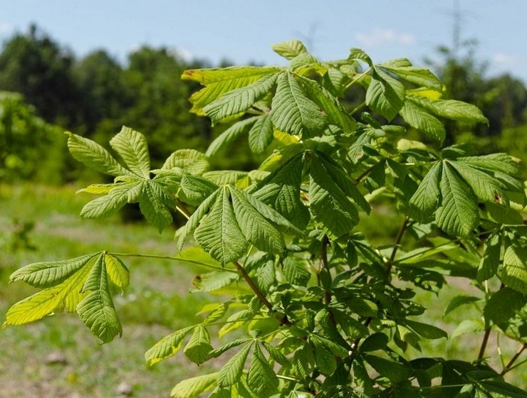 Pokok chestnut - tumbuh dari biji