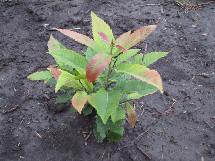 Plantering och vård av kastanjeplantor