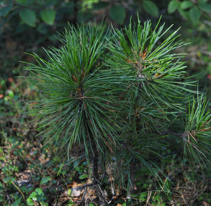 Menanam anak pokok cedar Siberia