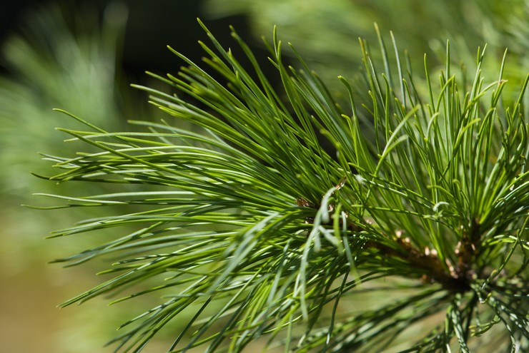 Menanam dan merawat aras. Menanam cedar Siberia dari biji