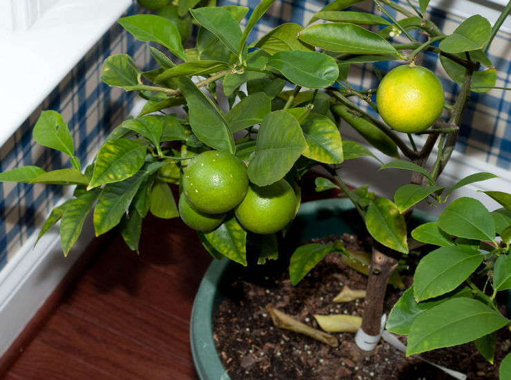 Baja untuk lemon. Cara memberi makan lemon di rumah