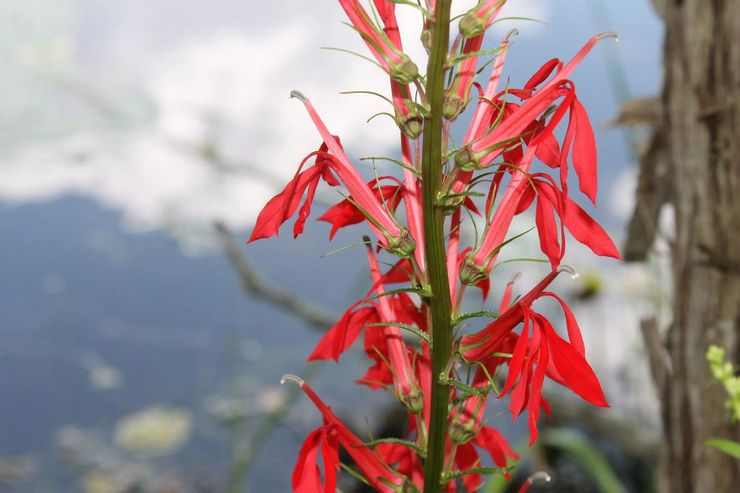 Lobelia lila