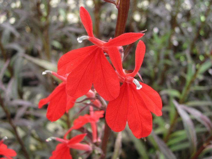 Lobelia lysande