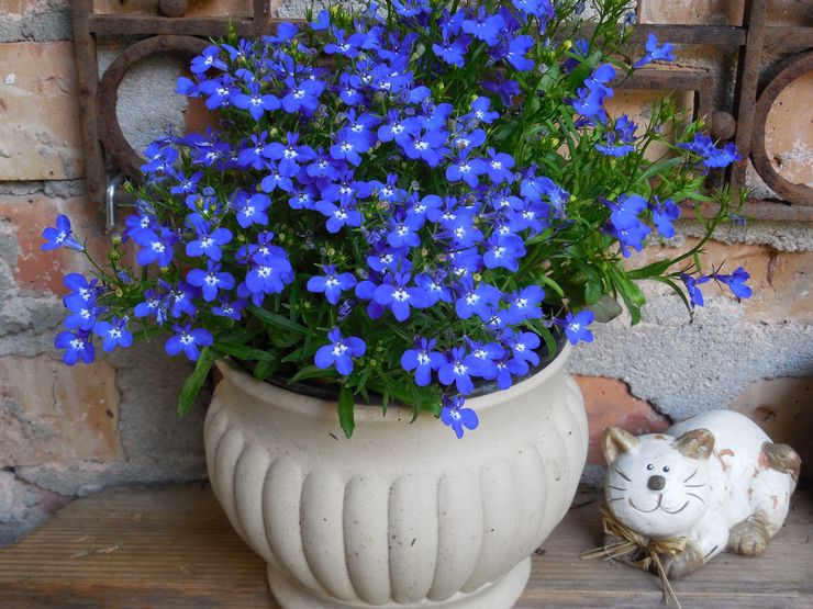 Lobelia i landskapsdesign