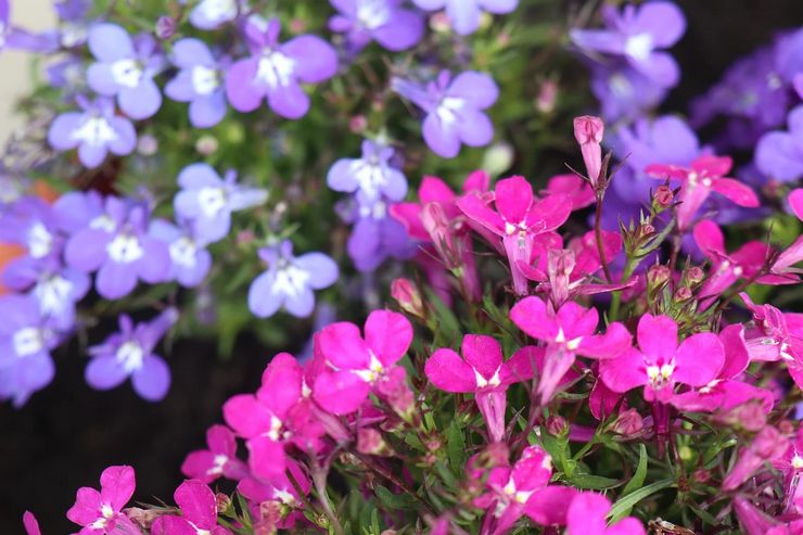 Penerangan mengenai lobelia