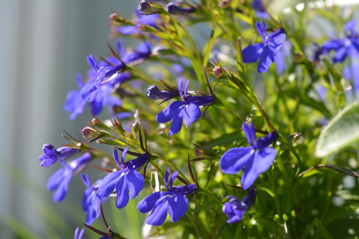 Lobelia växt