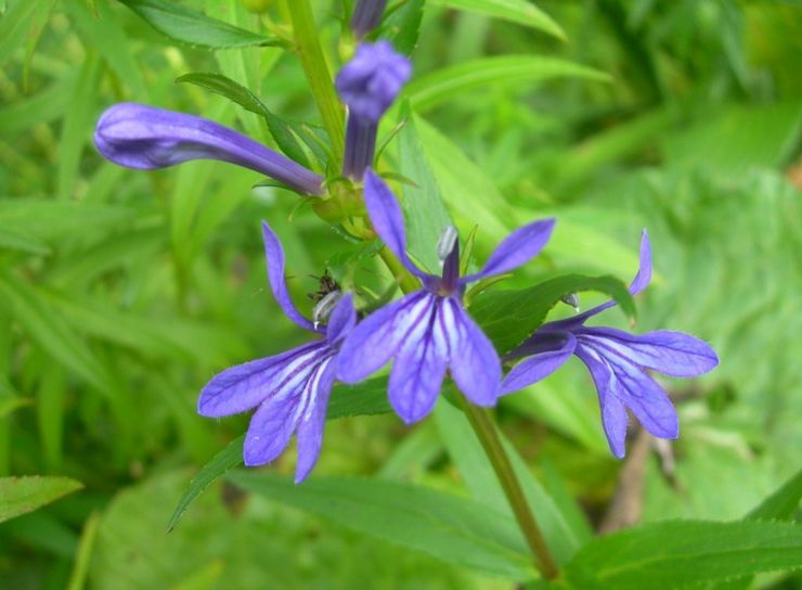 Lobelia sittande