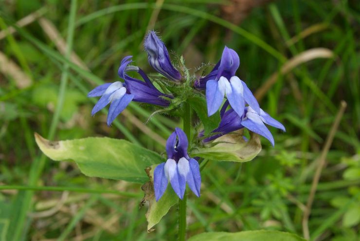 Lobelia blå