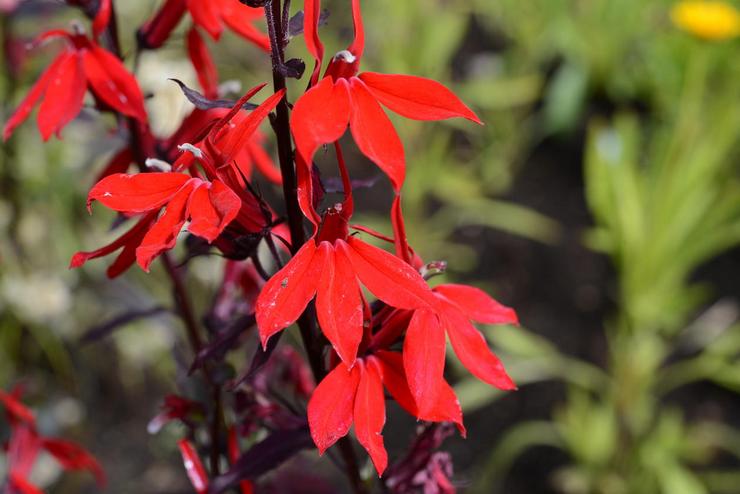 Lobelia vacker