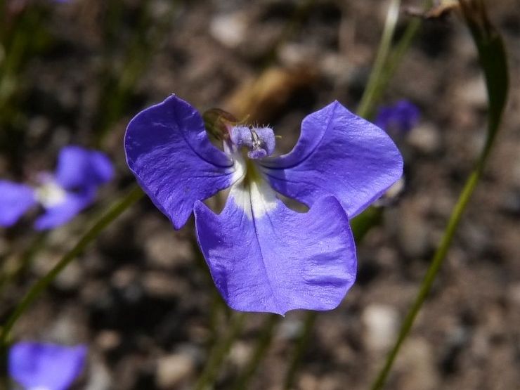 Lobelia adalah yang paling nipis