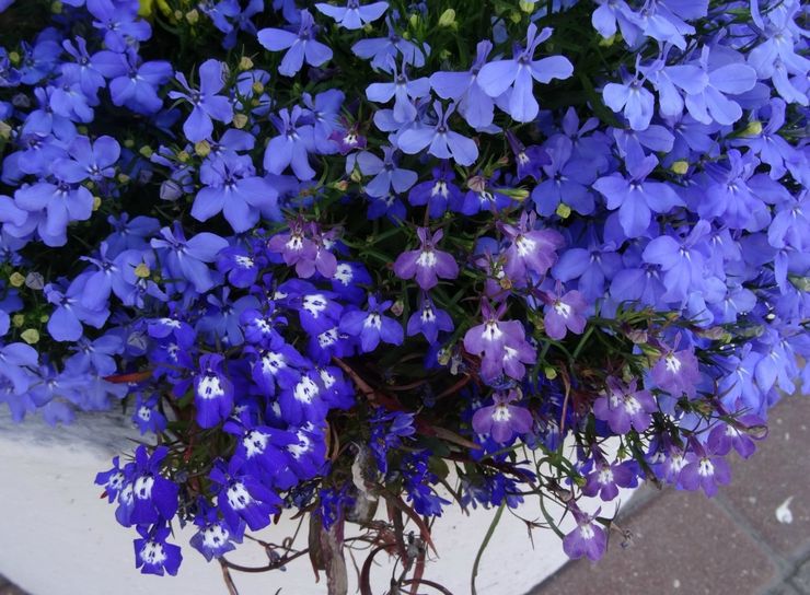 Lobelia vård i trädgården