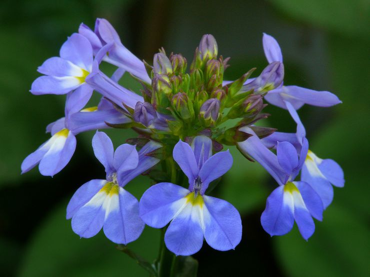 Lobelia stark