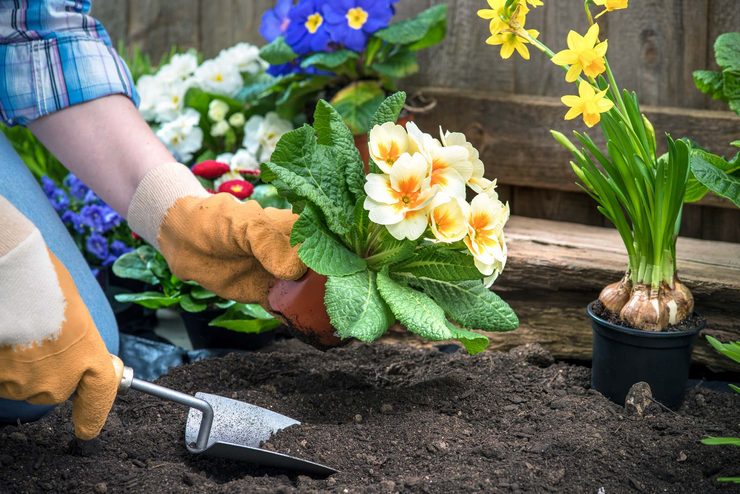 Plantera blommor för plantor. Växande blomplantor, sådd för plantor