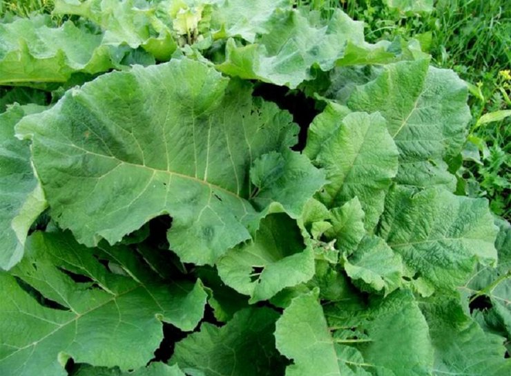 Burdock