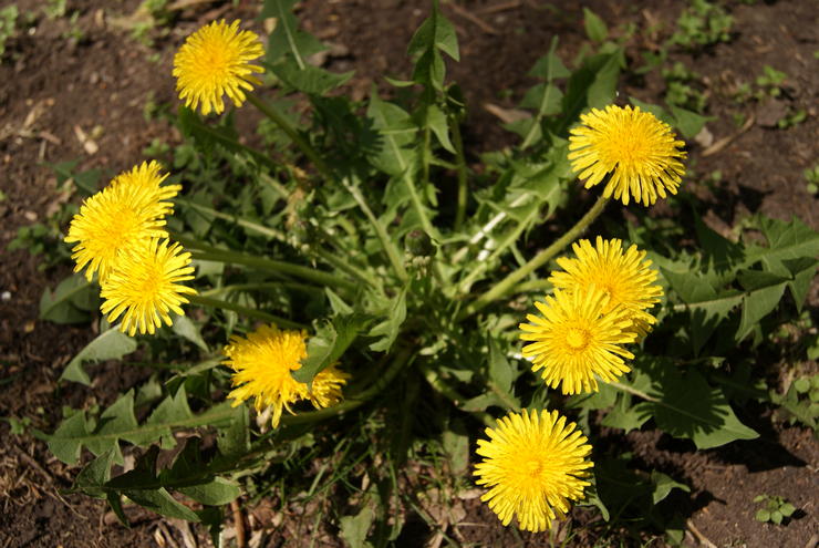 Dandelion