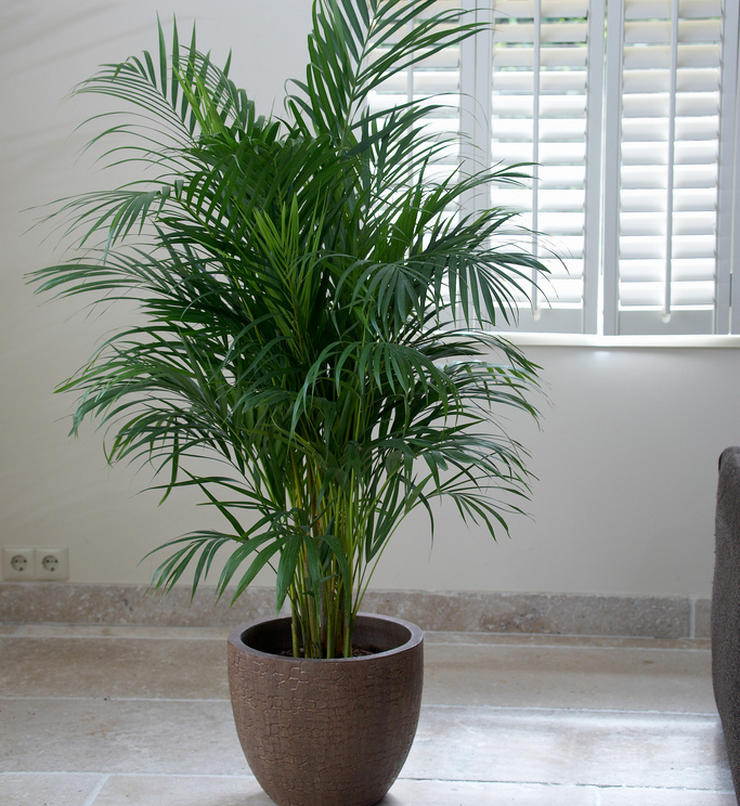 Areca palm vård hemma